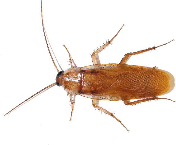 Brown Cockroach Isolated Image PNG image with a transparent background, free high-resolution download