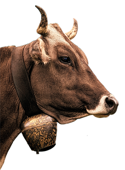 Brown Cow Portrait Black Background PNG with transparent background