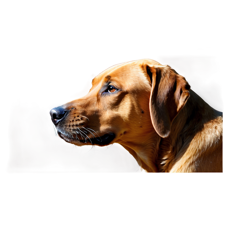 Brown Dog Face Artwork Png 06212024