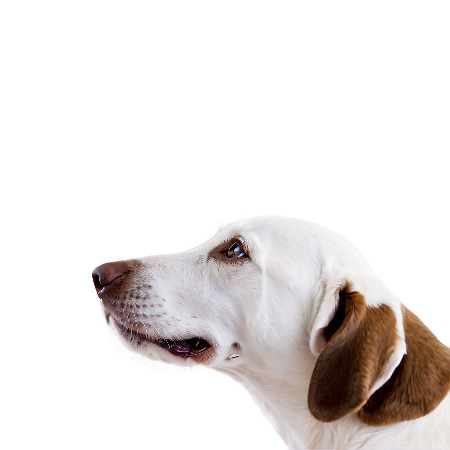 Brown Dog Sniffing Nose Png 3