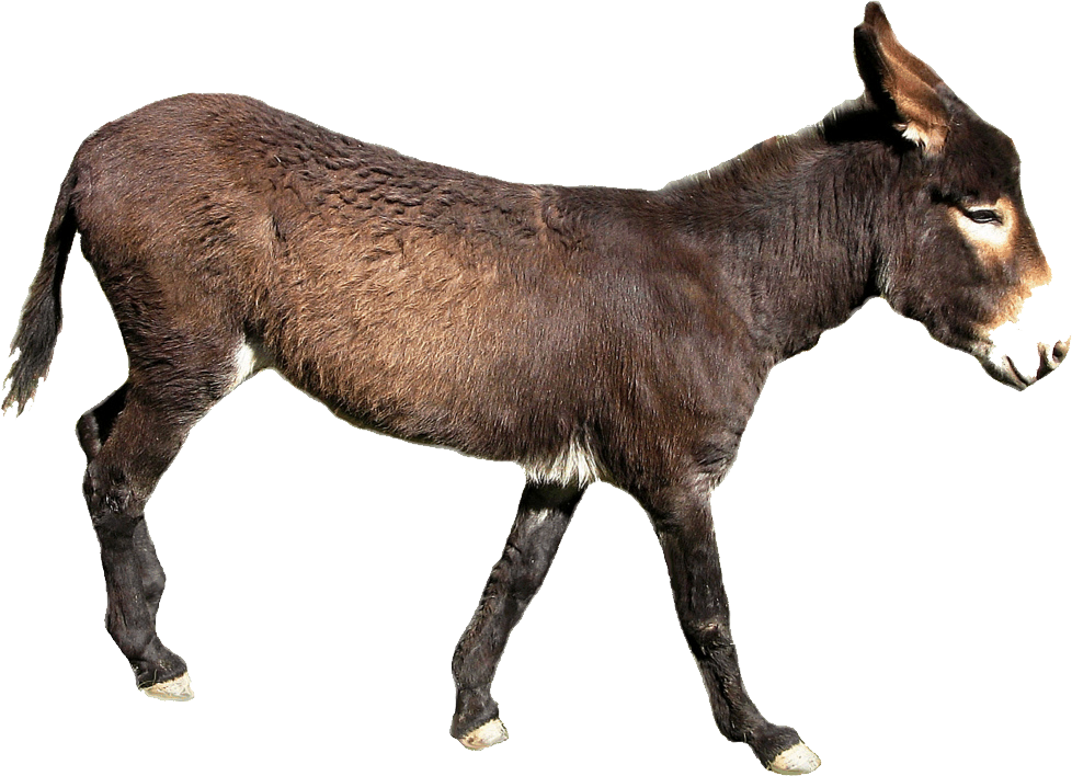 Donkey Png File - Transparent Background Donkey Png, Png Download PNG with transparent background