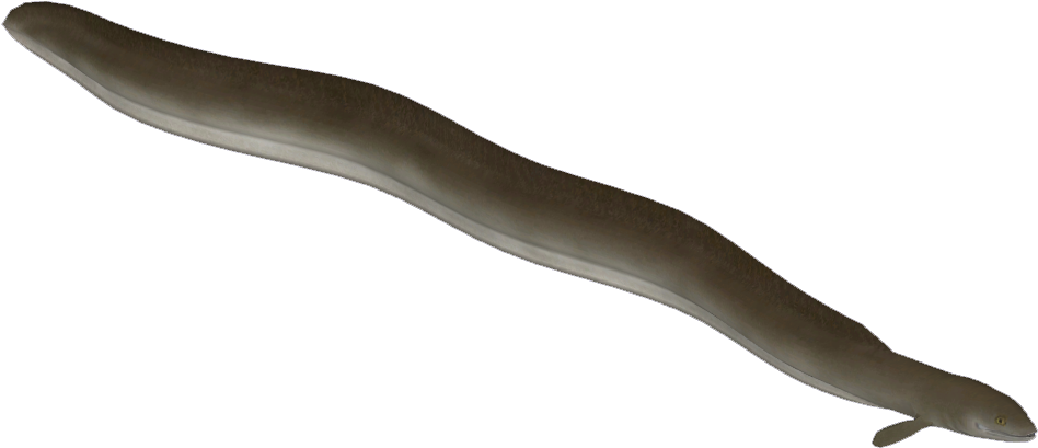 Brown Eel Isolatedon Blue Background