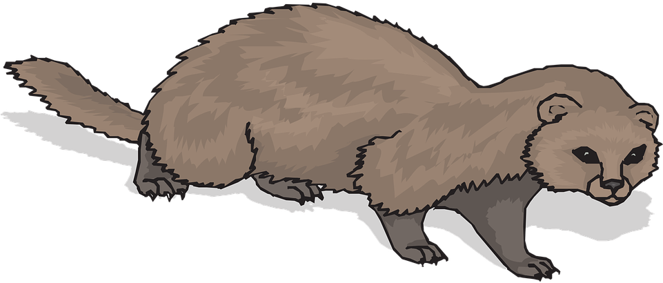 Brown Ferret Illustration.png