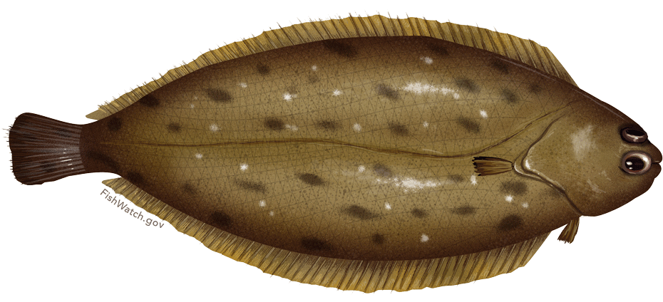 Brown Flounder Fish Illustration