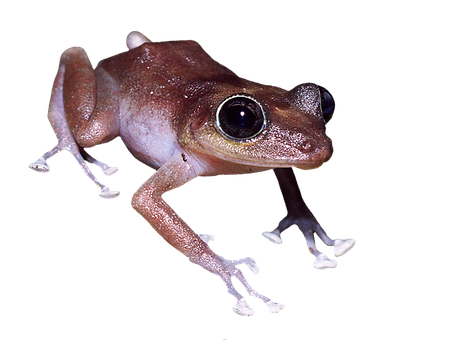 Brown Frog Black Background PNG with transparent background