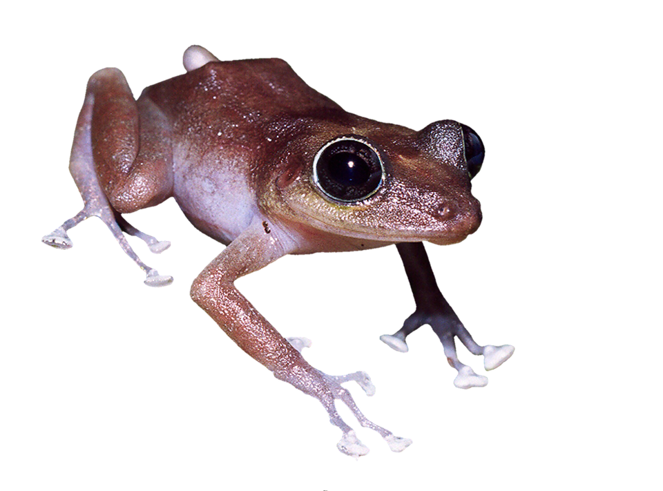 Brown Frog Close Up