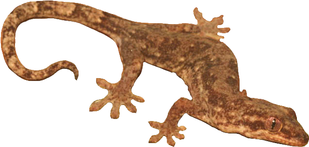 Brown Geckoon Transparent Background