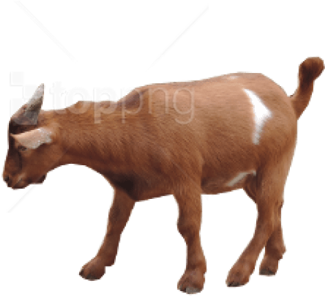 Brown Goat Transparent Background.png