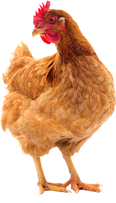 Brown Hen Standing Transparent Background