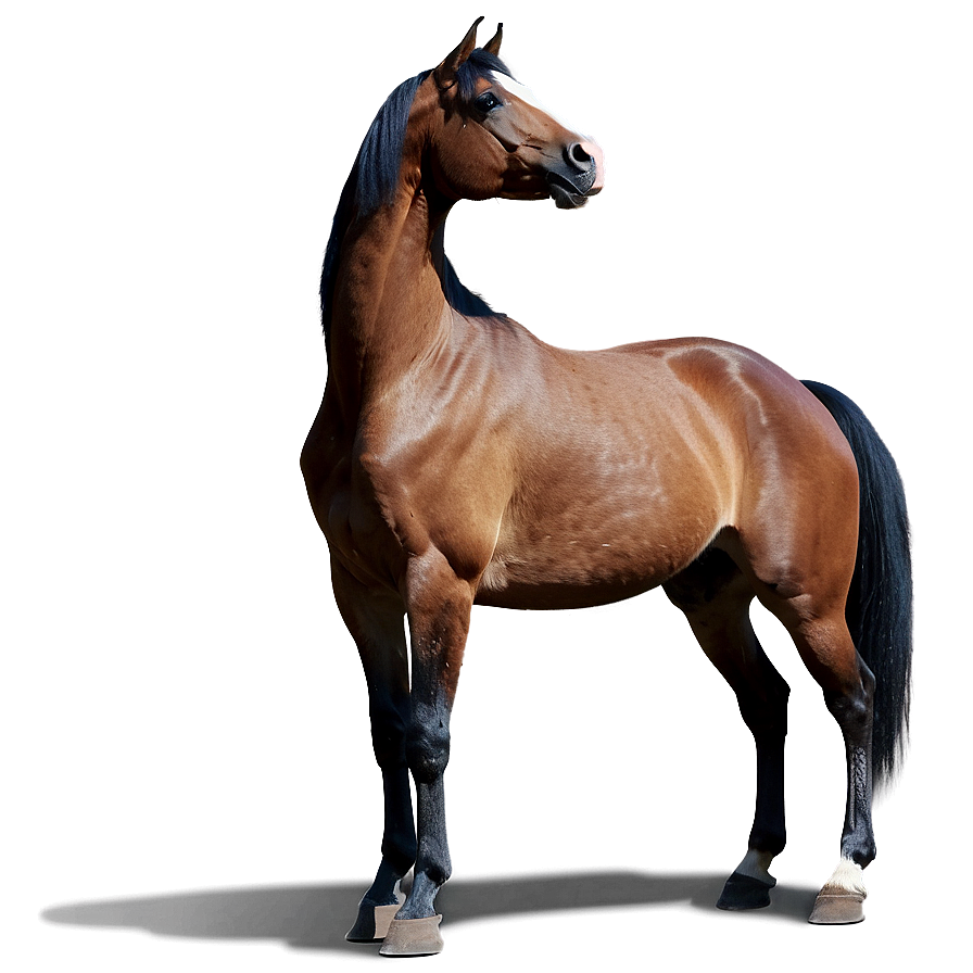 Brown Horse Png Ama