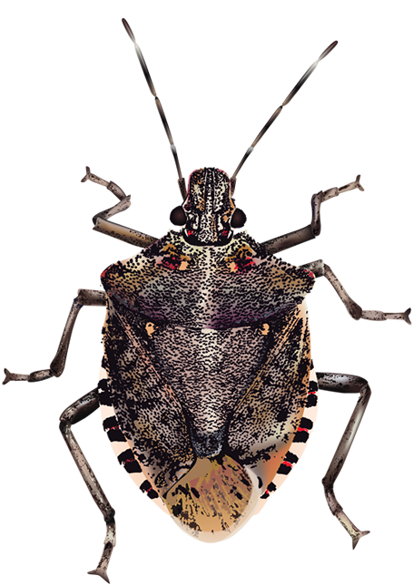 Brown Marmorated Stink Bug