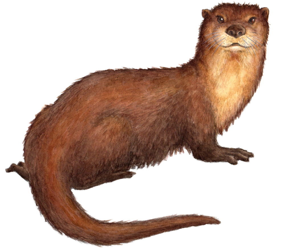Drawn Otter Sea Mink - Sea Mink Extinct Transparent, HD Png Download PNG with transparent background