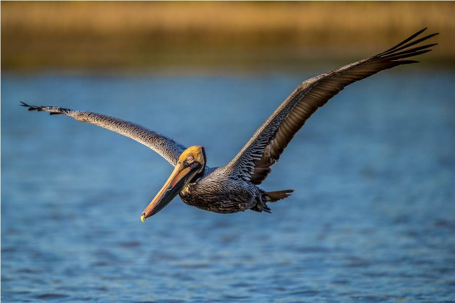 Brown Pelican In Flight.jpg