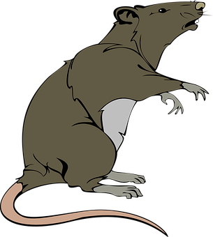 Brown Rat Illustration PNG with transparent background