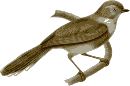 Brown Sparrow Illustration