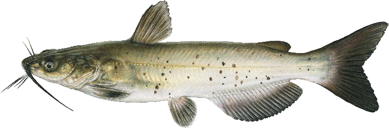 Brown Spotted Catfish Illustration