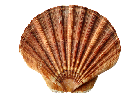 Brown Striped Scallop Shell PNG with transparent background