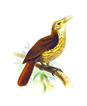 Brown Throated Wren Illustration