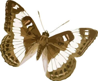 Brown_ White_ Butterfly_ Vector_ Art