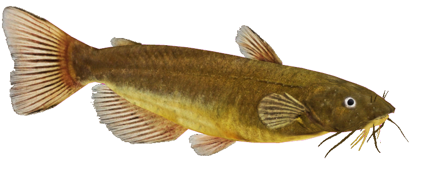 Brown Yellow Catfish Isolated