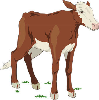 Brownand White Calf Illustration