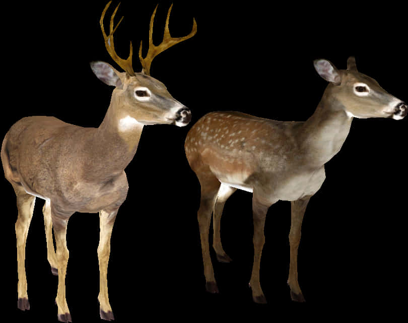 Buckand Doe Transparent Background