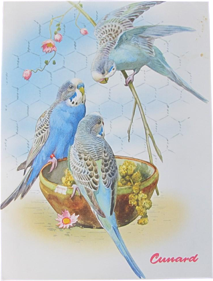 Budgies Enjoying Meal Vintage Illustration