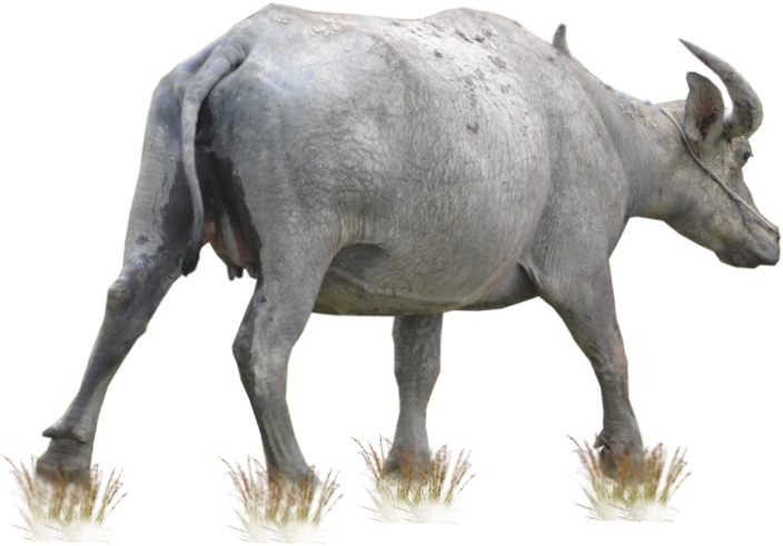 Buffalo Free Download Png - Buffalo Png, Transparent Png PNG with transparent background