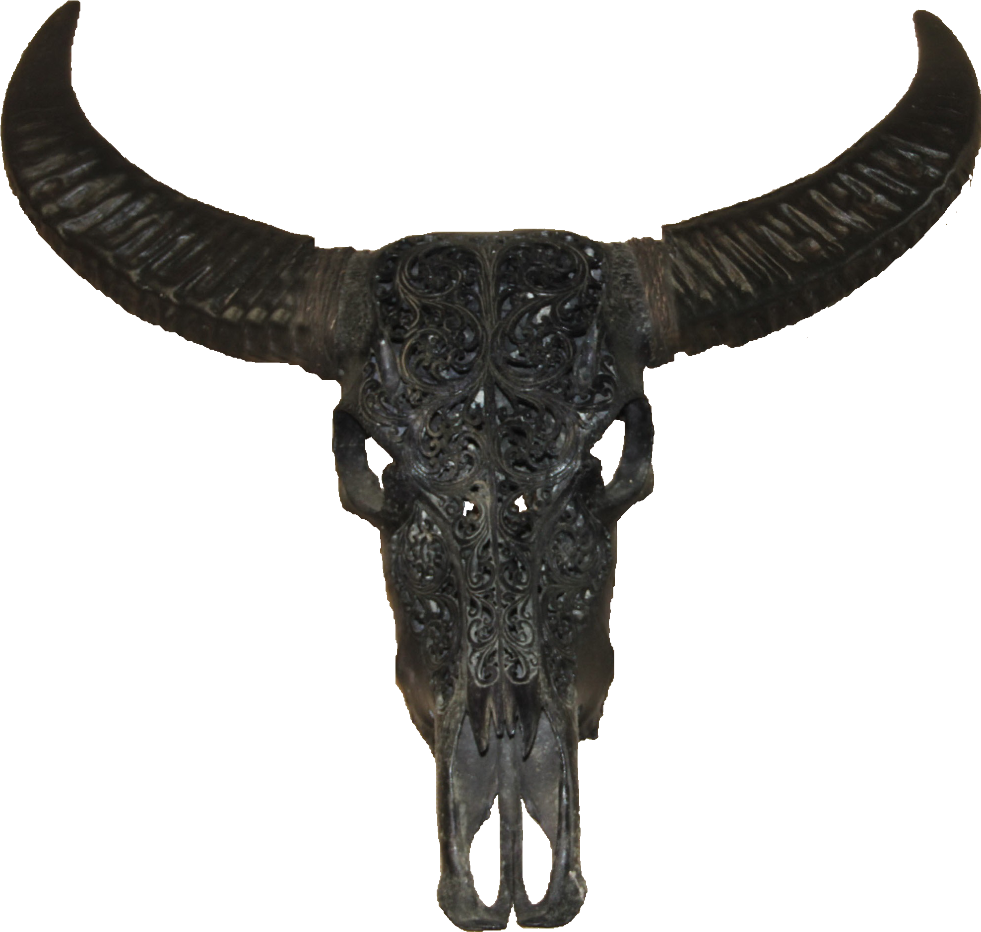 Buffalo Transparent Head - Buffalo Head Png, Png Download PNG with transparent background