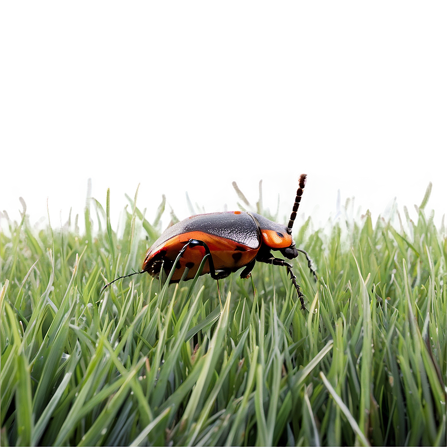 Bug In Grass Png 05242024