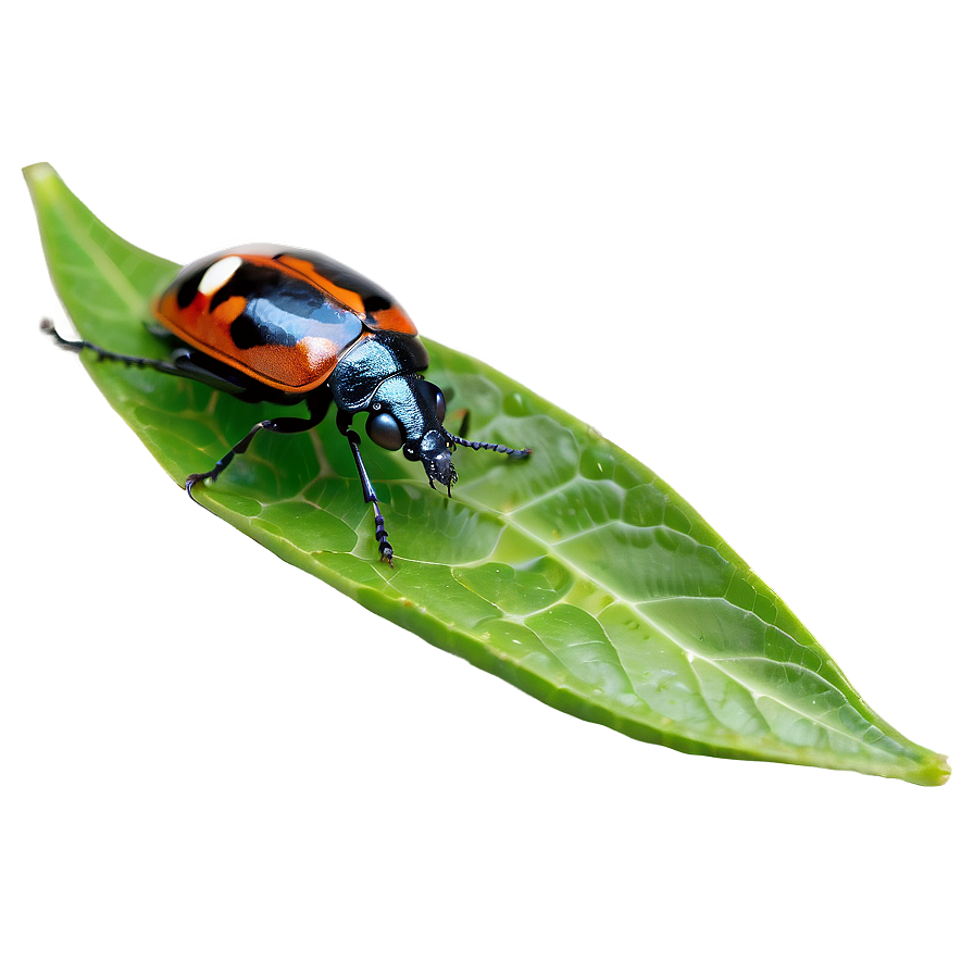 Bug On Leaf Png 05242024