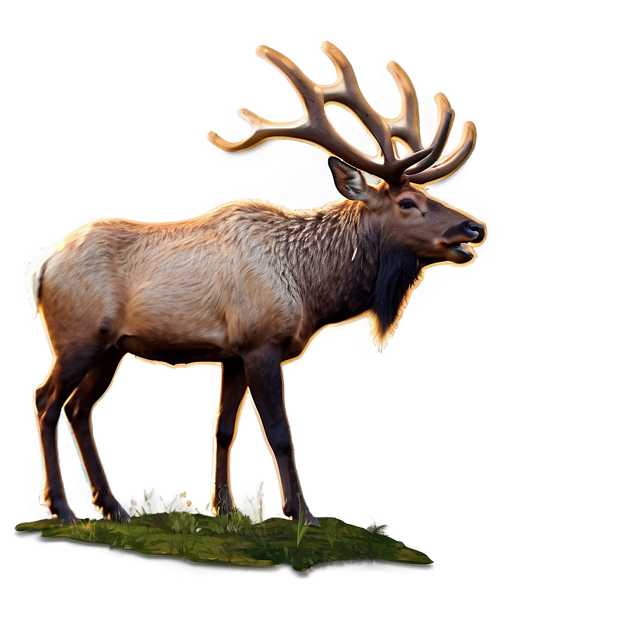 Bull Elk Png Tsk77