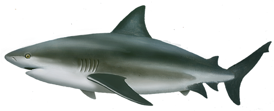 Bull Shark Png PNG with transparent background