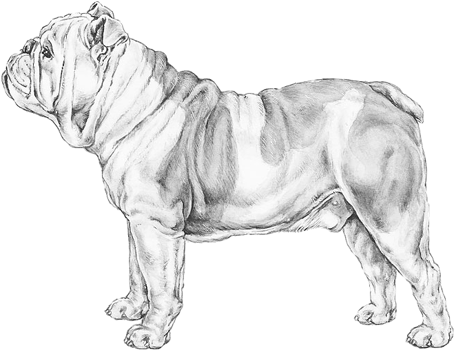 Bulldog Sketch Artwork