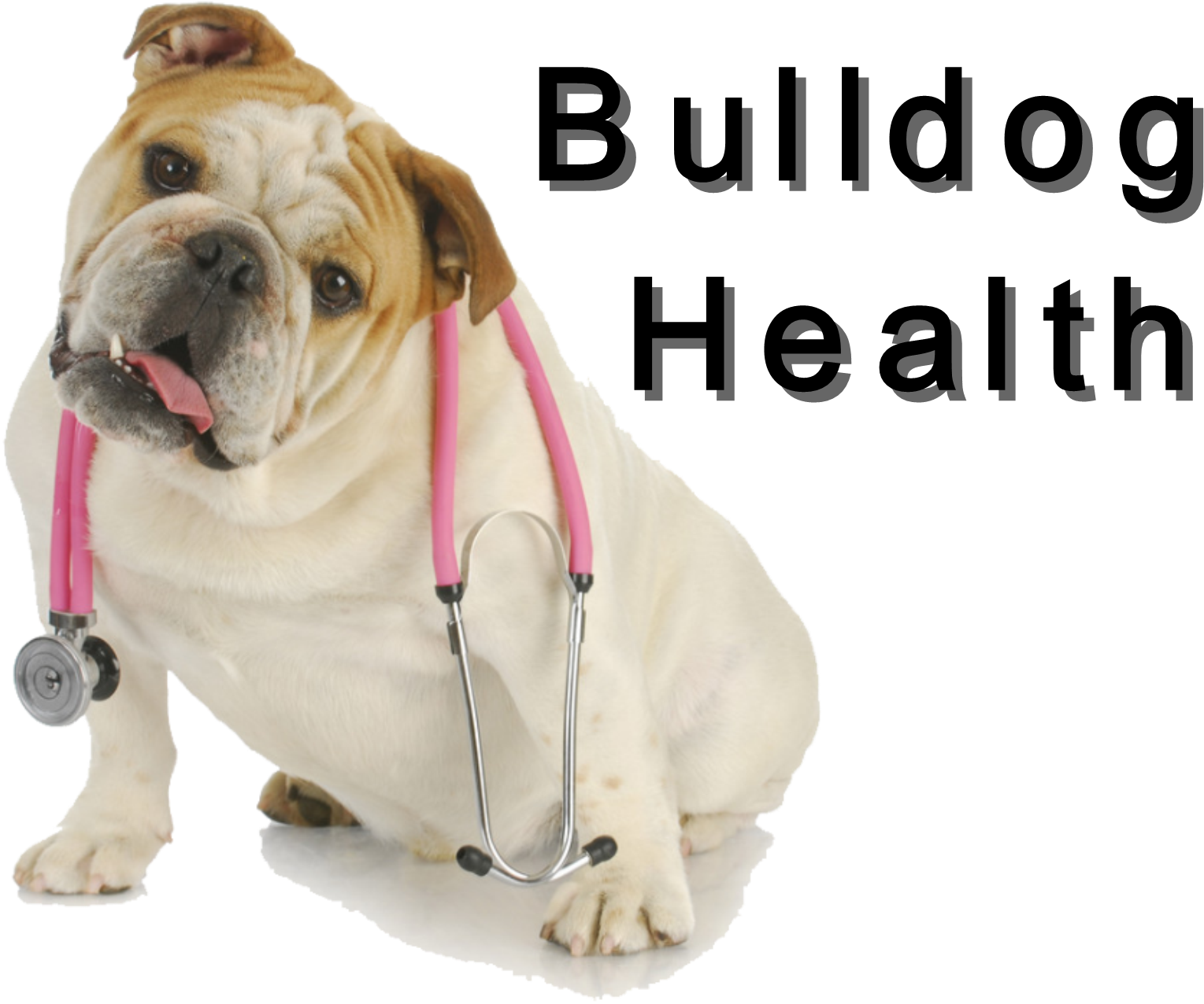 Bulldog Veterinary Checkup PNG with transparent background