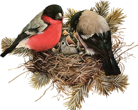 Nest Png File Download Free - Birds In Nest Png, Transparent Png PNG with transparent background