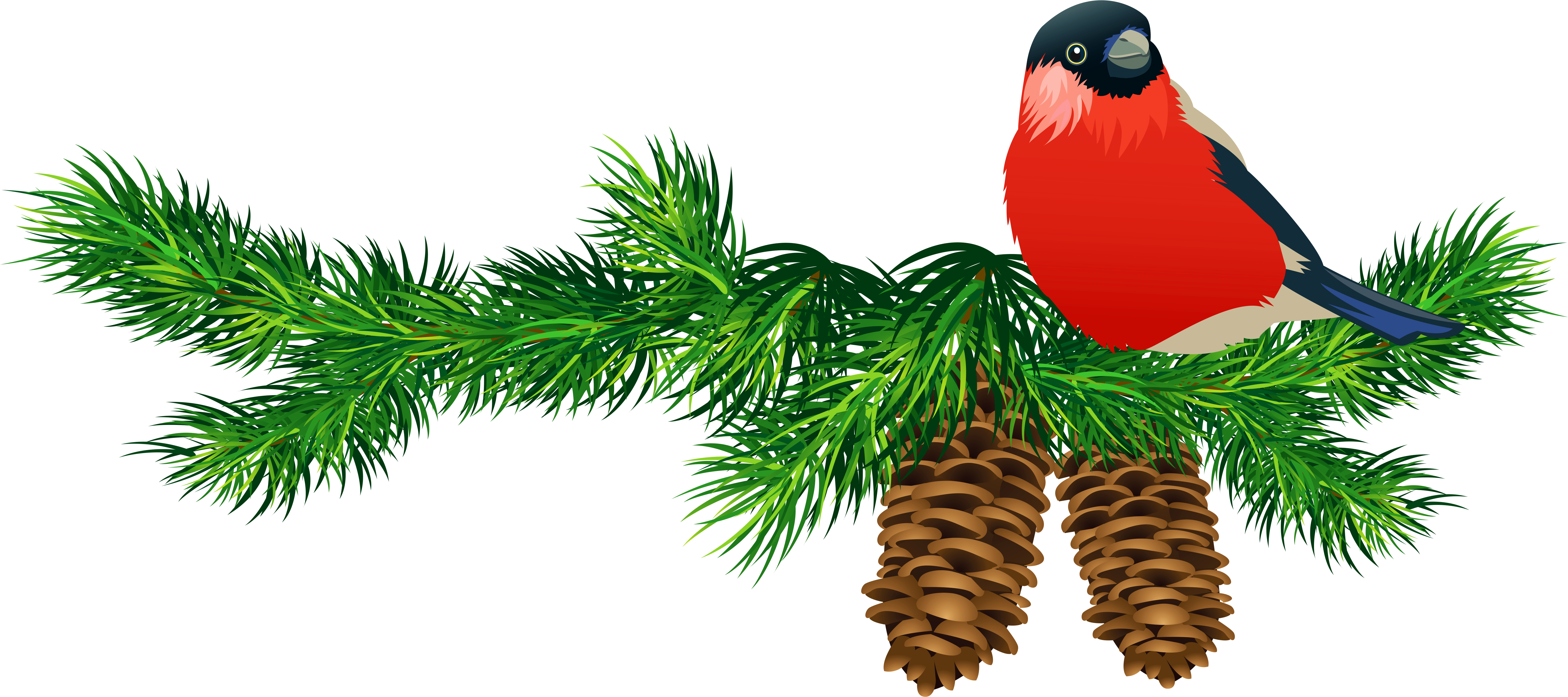 Bullfinchon Pine Branchwith Cones.png PNG with transparent background