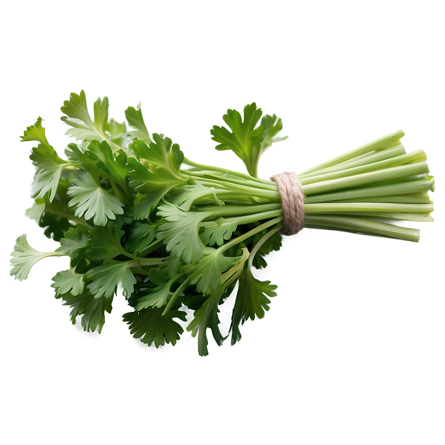 Bunch Of Cilantro Png Tig3