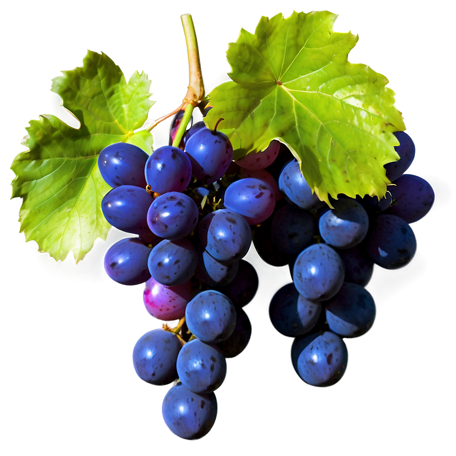 Bunch Of Grapes Png 82