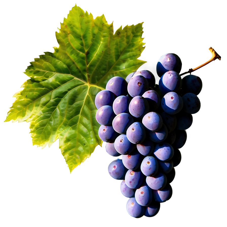 Bunch Of Grapes Png Gsf96