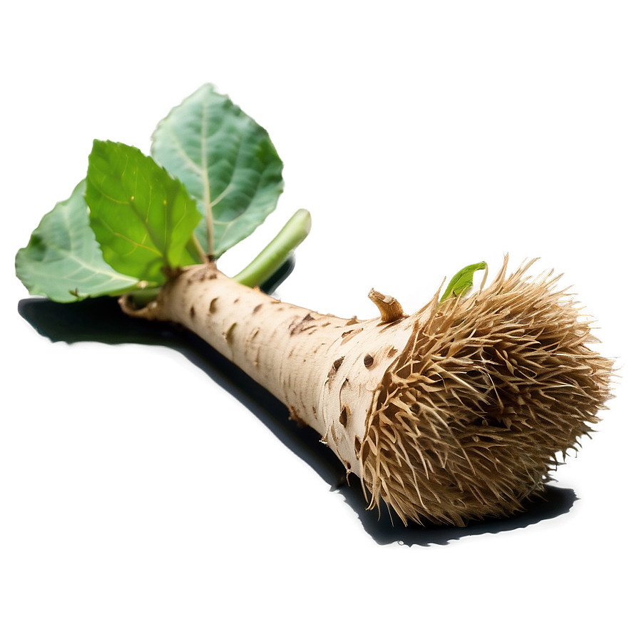 Burdock Root PNG wtn46 PNG with transparent background
