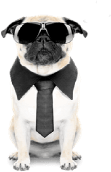 Business Pug In Sunglasses