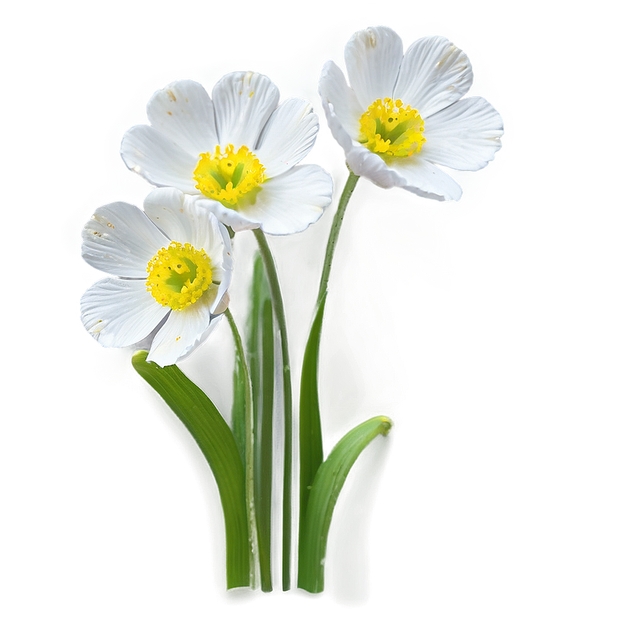 Buttercup Background Png Lpa