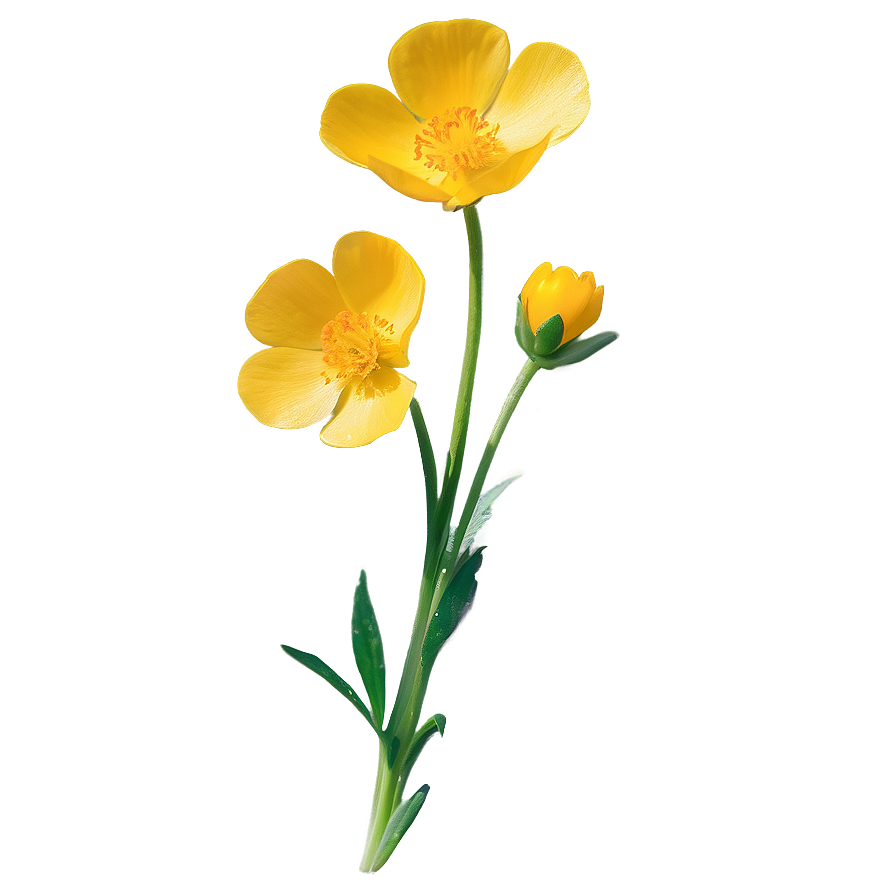 Buttercup Sunshine Png Dif41