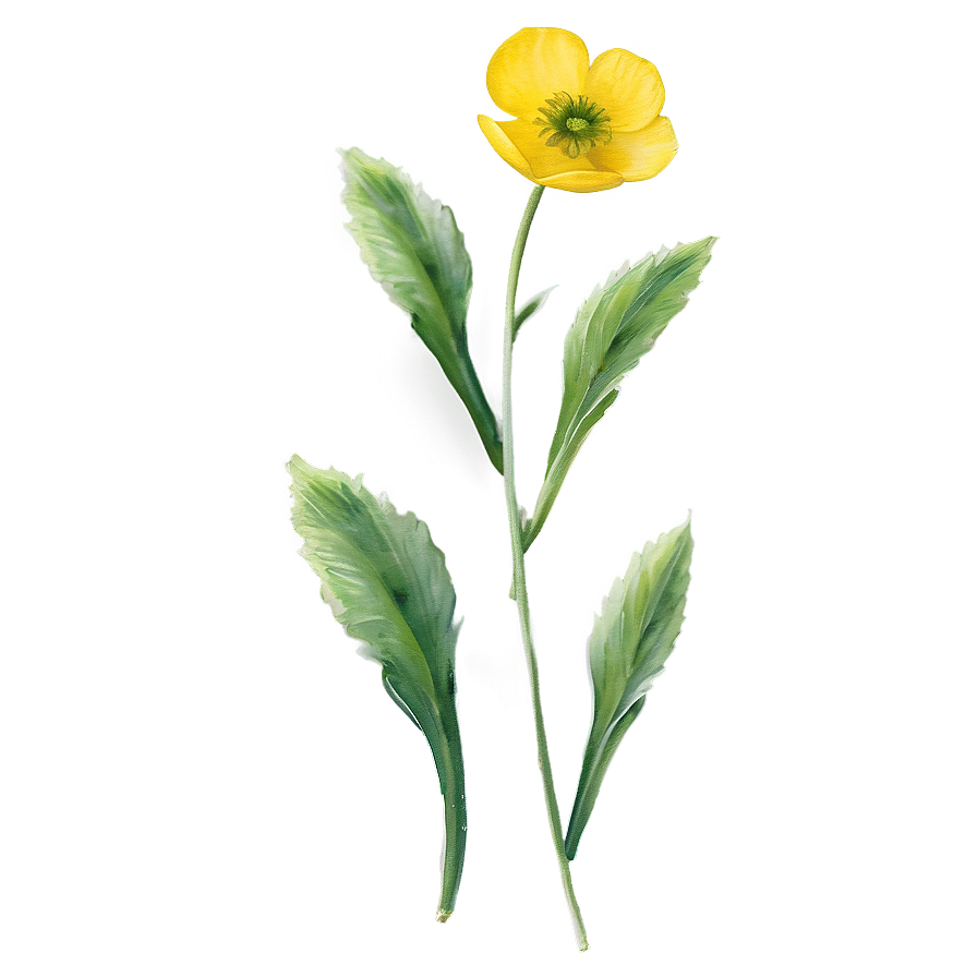 Buttercup Watercolor Png 45