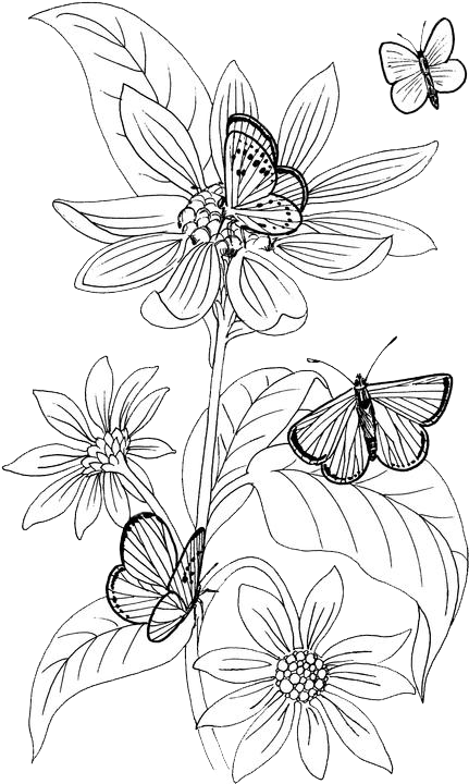 Butterfliesand Flowers Sketch