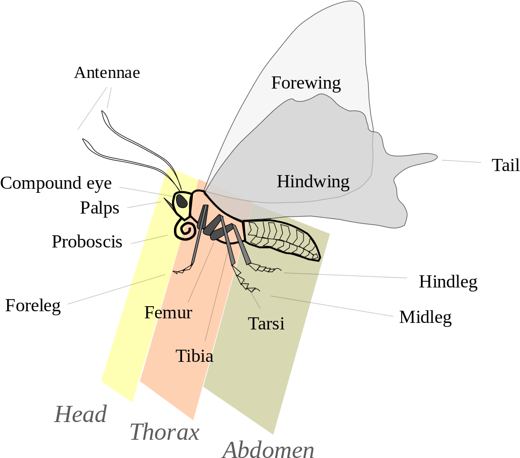 Butterfly_ Anatomy_ Labels