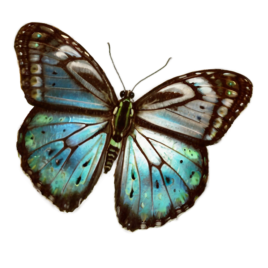 Butterfly Metamorphosis Png Xab38