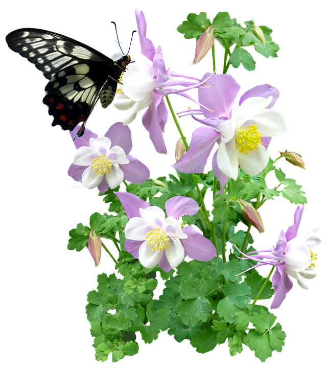 Butterfly_on_ Columbine_ Flowers