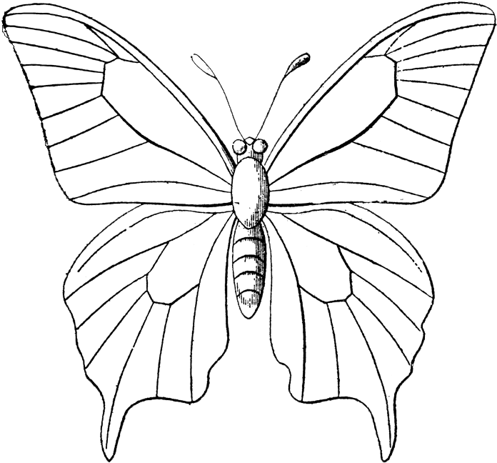 Butterfly Sketch Outline.png